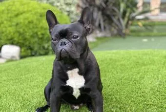 Easigrass Artificial Grass Pets