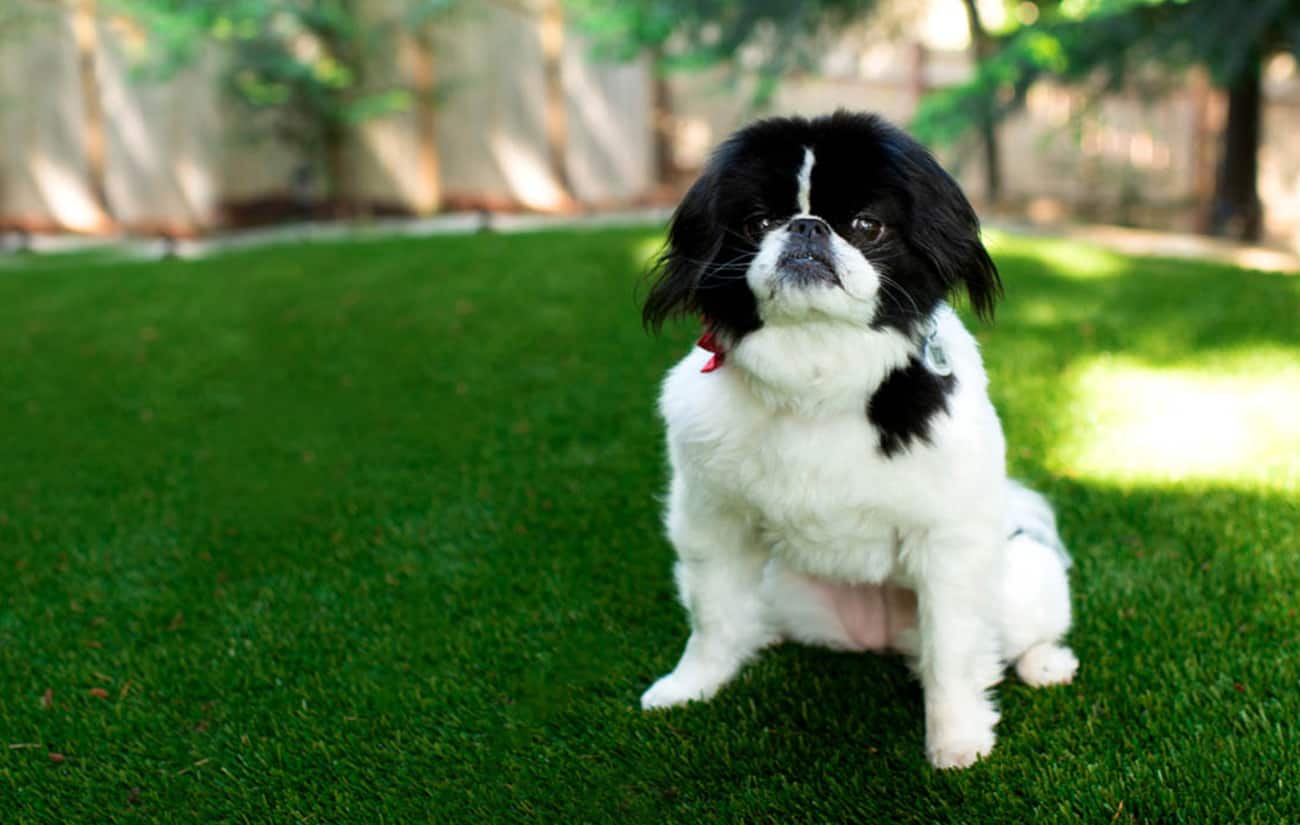 Easigrass Pet Friendly Artificial Grass