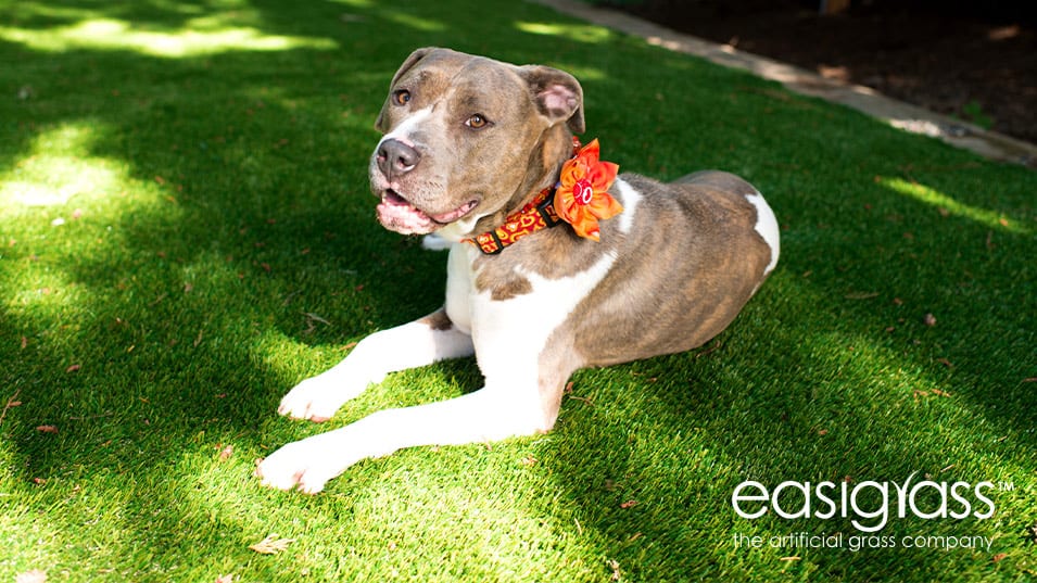 dog lying on artificial grass lawn