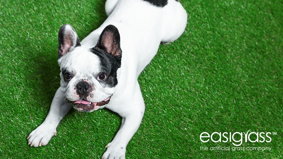 Common Questions Around Artificial Grass Dogs Easigrass