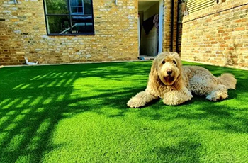 artificial grass for pets and homes (1)