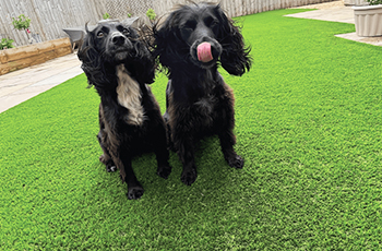 artificial grass for pets and homes (2)
