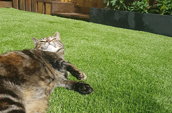 artificial grass for pets and homes (3)