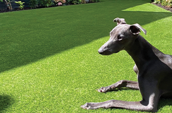 artificial grass for pets and homes (4)
