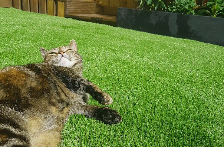 residential pets graden cat enjoying sun (740x485)
