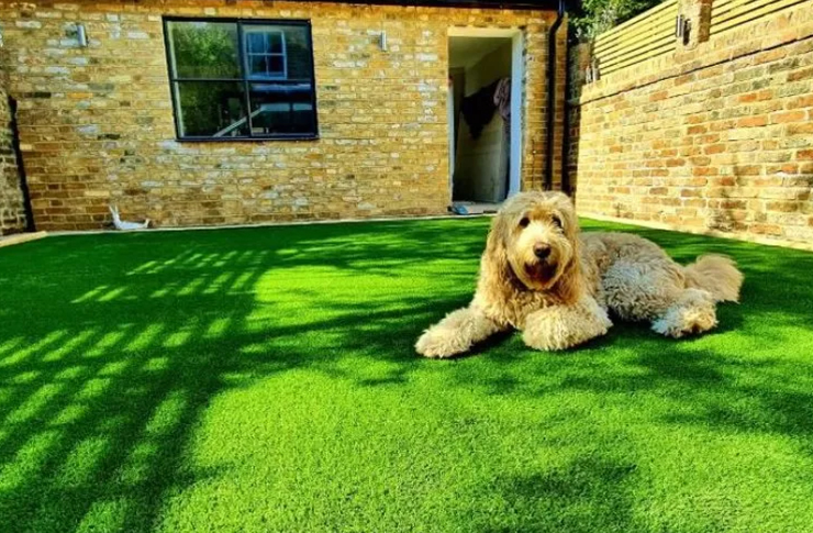 residential pets graden dog lying down(740x485)