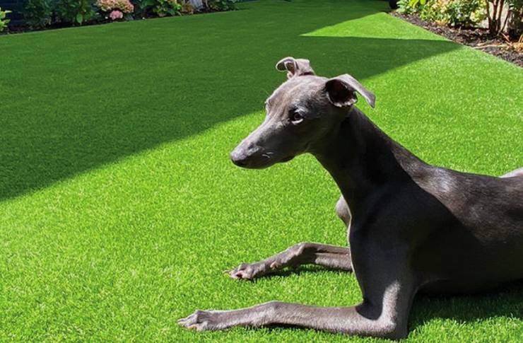 residential pets graden greyhound (740x485)