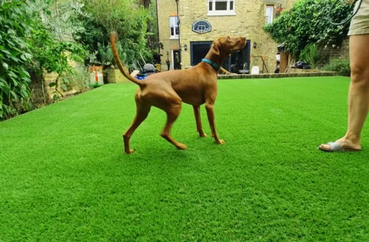 residential pets graden with dog (740x485)