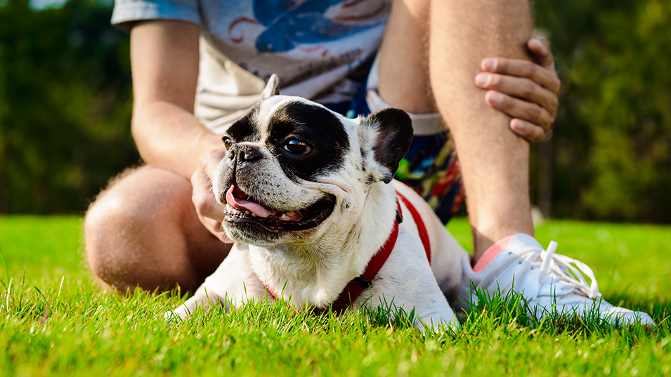 How to Choose Artificial Grass for Pets: What to Look For